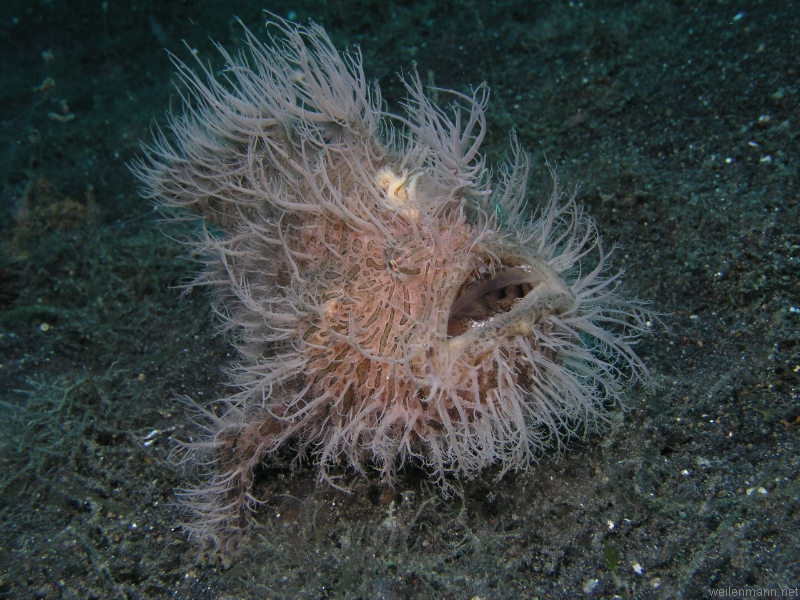 Hairy Frogfish